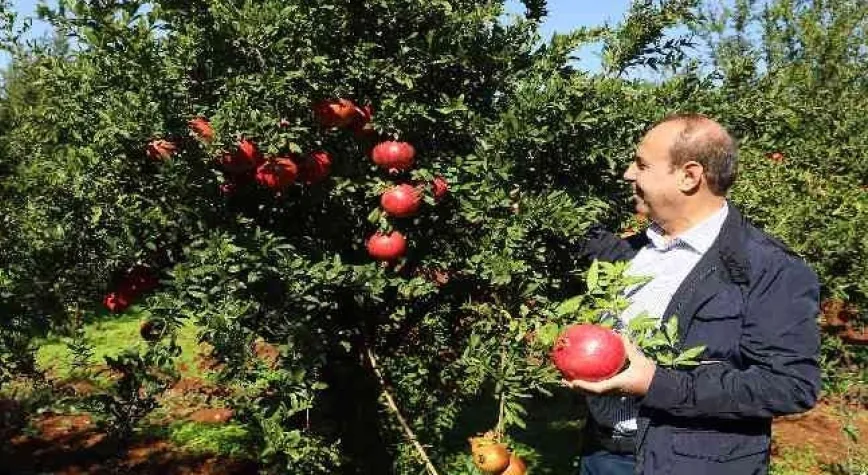 Oğuzeli’nde bir yılda 400 ton nar işlendi