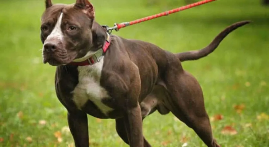 pitbull saldırısında tutuklama sayısı 5’e çıktı