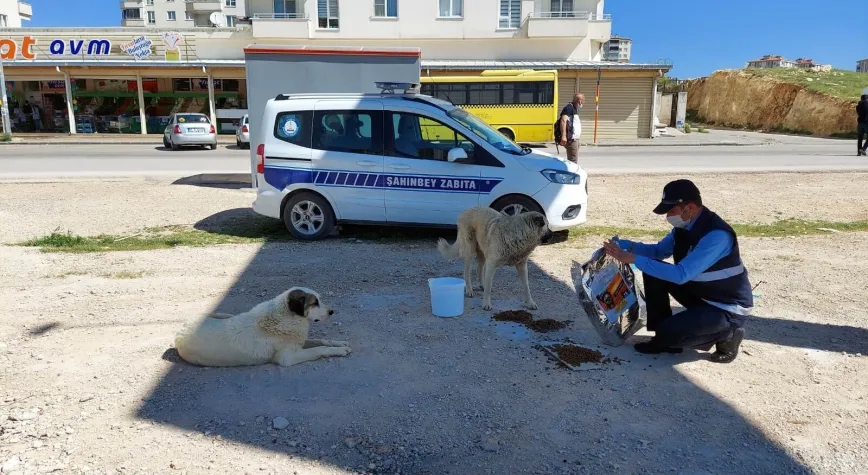 ŞAHİNBEY BELEDİYESİ SOKAK HAYVANLARINI UNUTMUYOR
