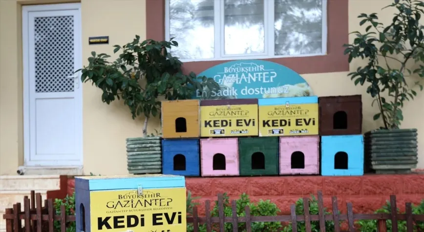 Seçim sandıkları kedilere sıcak yuva oldu