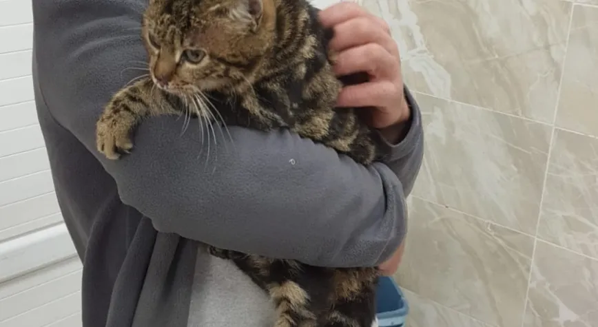 SOPAYLA EZİYET EDİLEN KEDİ EMİN ELLERDE!