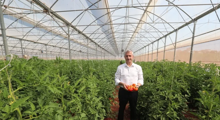 TAHMAZOĞLU DAĞITTIĞI SEBZE FİDELERİNİN HASADINA KATILDI